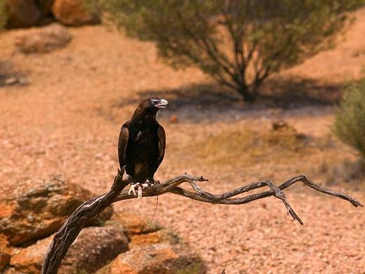 Mercure Alice Springs Resort