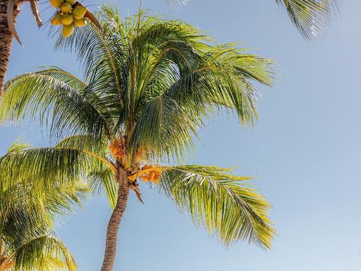 Cocotiers Hotel - Mauritius