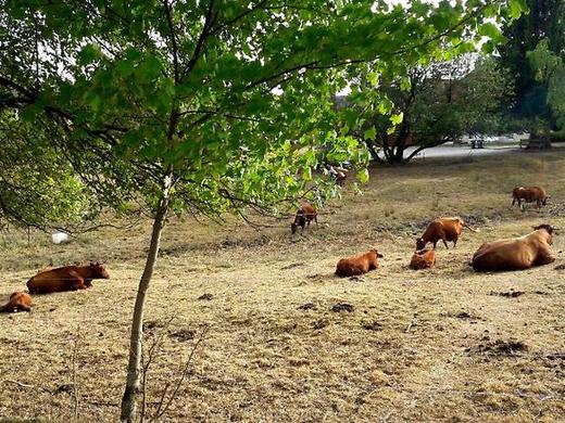 Hotel garni Am Hochwald