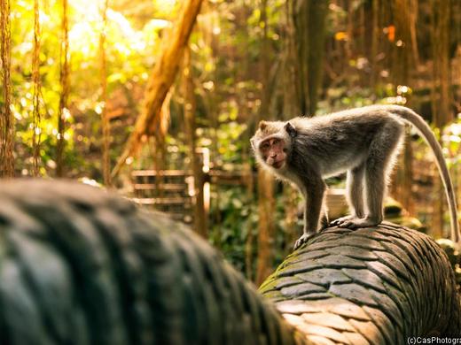 Indonesien: Bali für Einsteiger