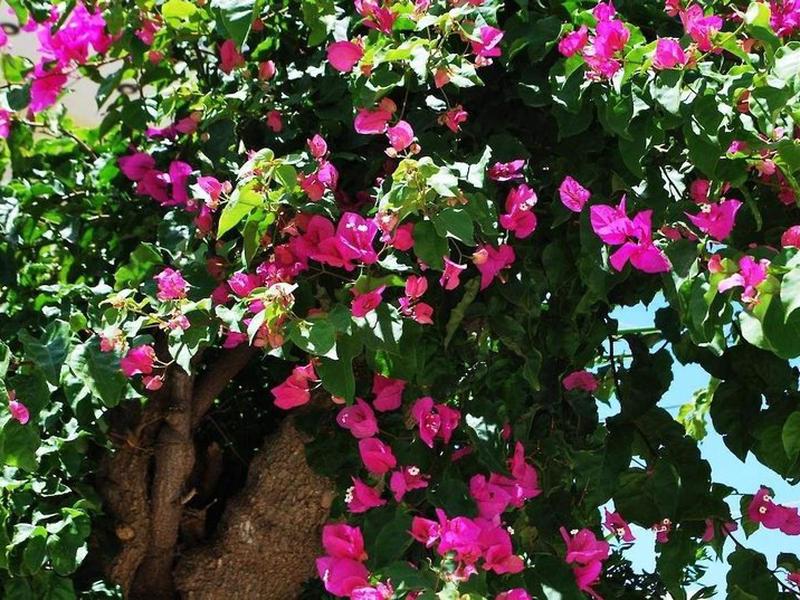 46A91832AC75C53E8AA65939AE236A1E