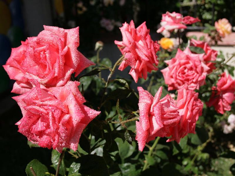 B554C8C2425C10C22A0E00A0121199F0