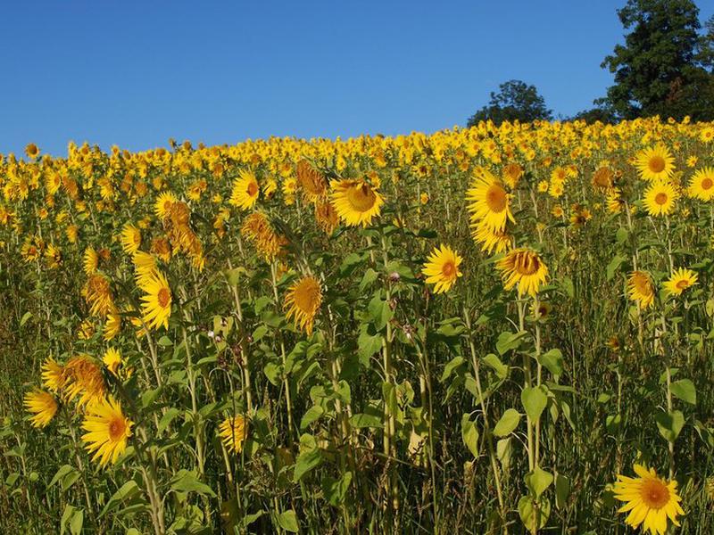 70E98F0EFB19509B06E6A2C1D86AE65F