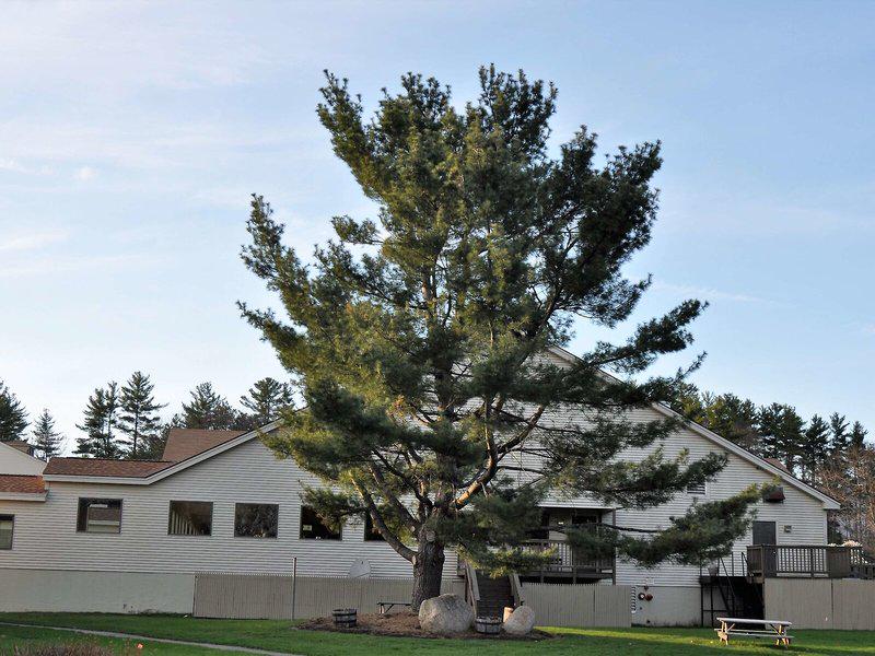 D8CA80E8C032133F24E4510C999D5A7E