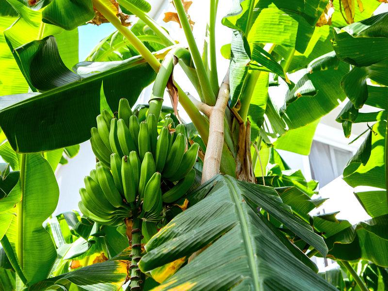 8A964D198DFDCD795B29559E1AB64D29