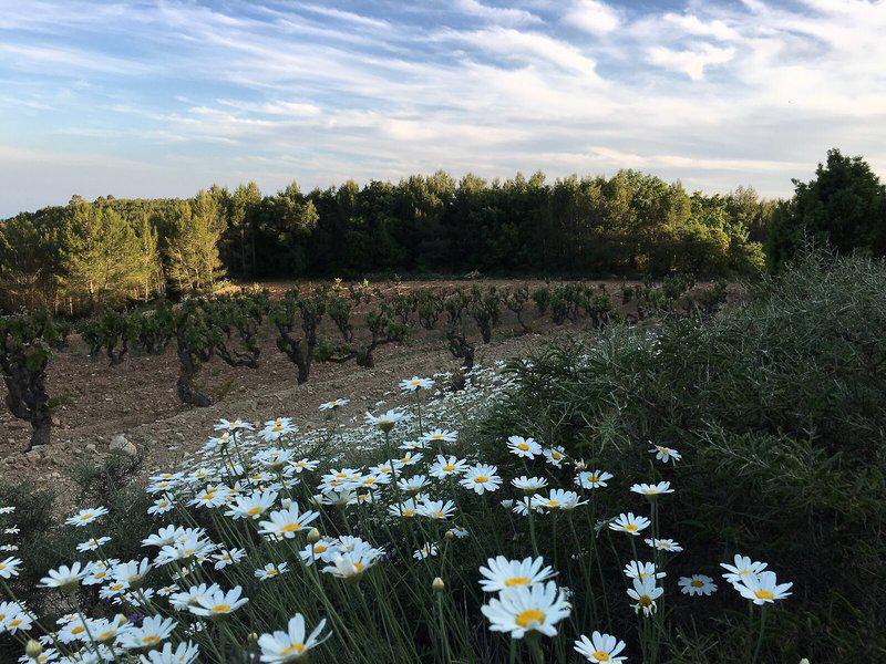 151ED59E0DAF2BCDF94C4EFC431286A0