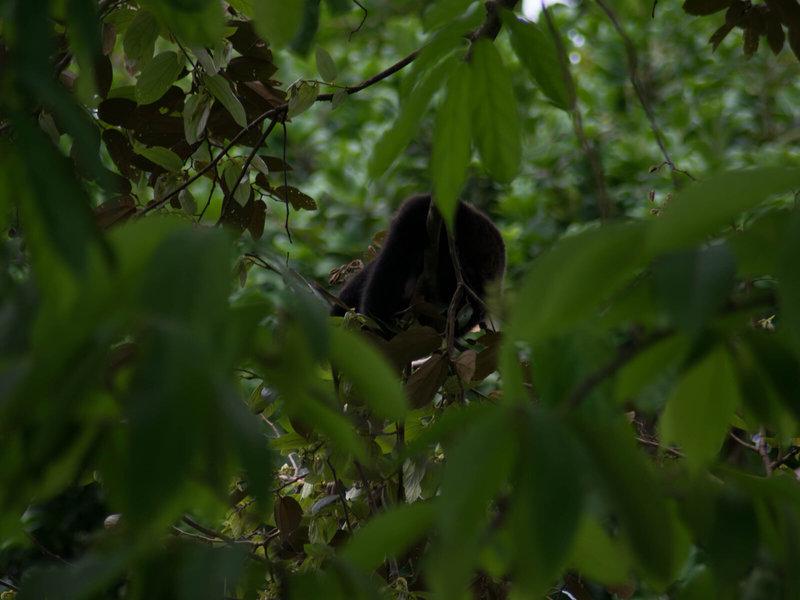 54C80F5CC670D94329726A347451658A