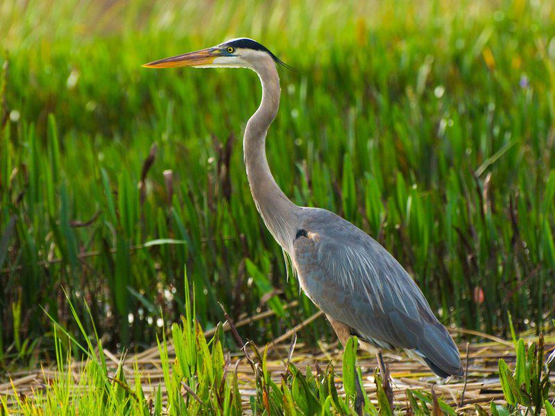 DA9AA099E0A65C4B04F9A12DE8ED8011