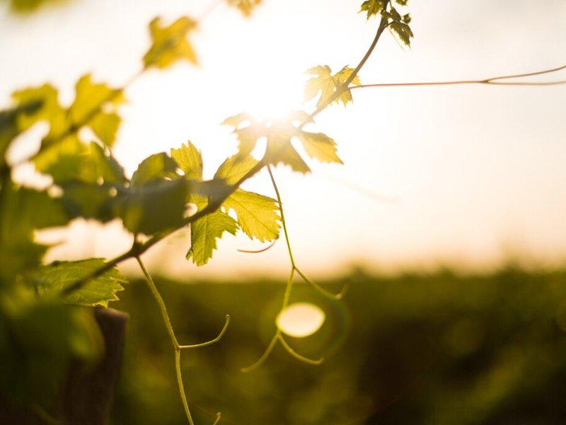 E0A228FC4EB03C74CE0DE5FB65928298