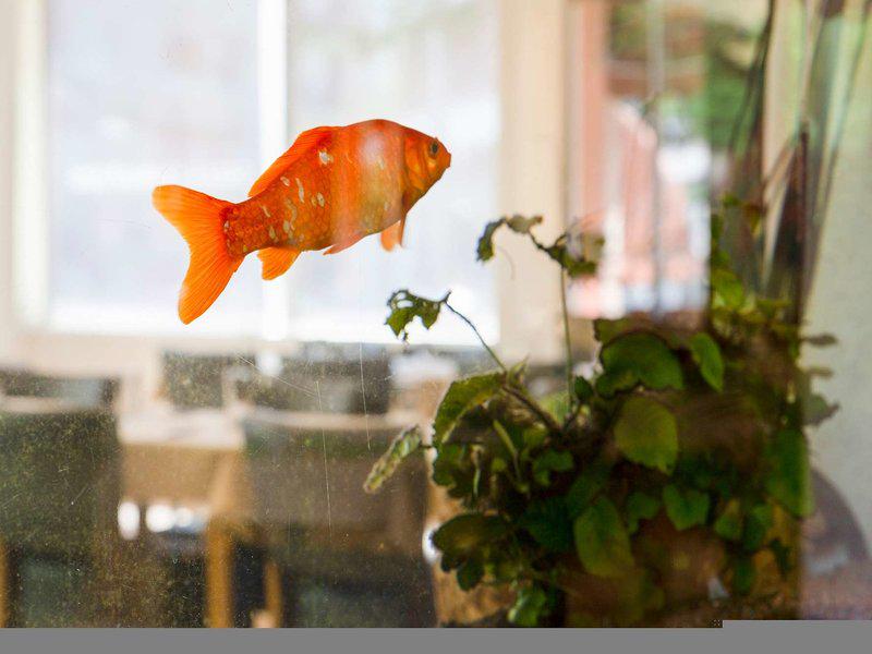 78DE073D9DE93EC64E69850736338536