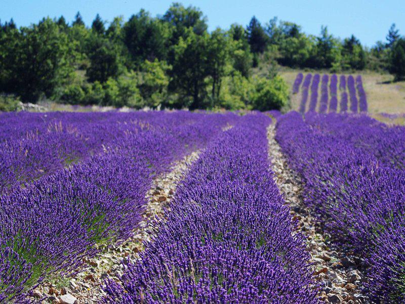 07A7E377F87DC0EABAF80A8E8C7A9E90