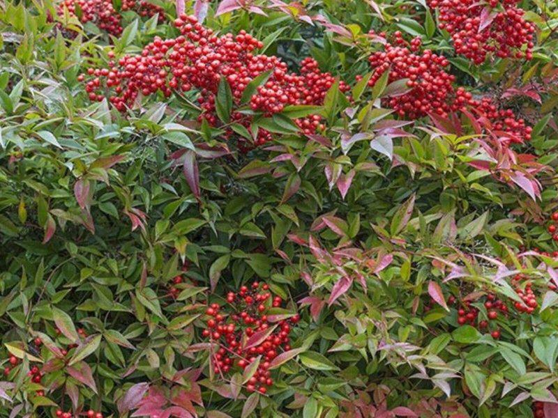 3B265DDCE419C9FDC27E9CEA7A9471AA