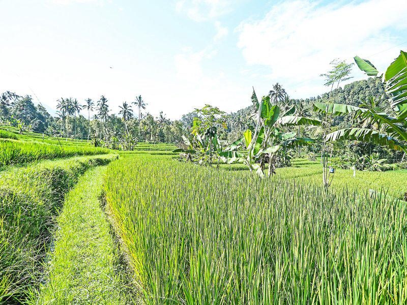 CEA59FDFF6689A08D3D472F3A651D498