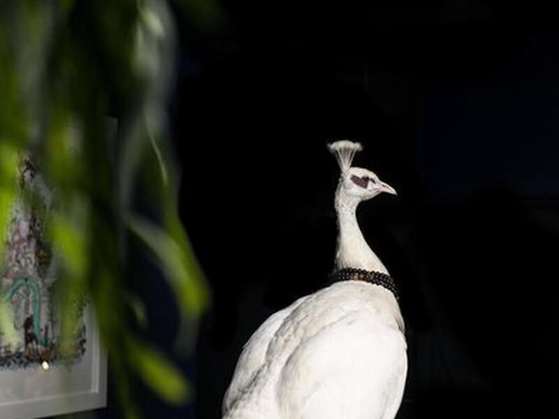 CDD232E964F932E1BDC600A4809D1A0A