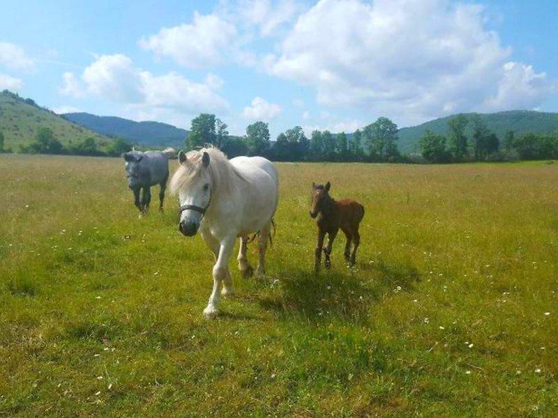 2C2587A9643669844684A2D85AAEB21D