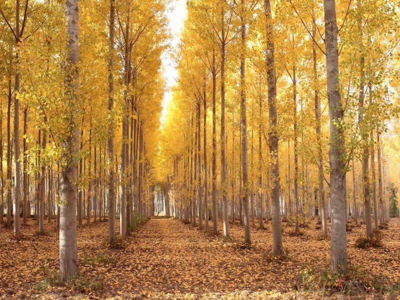 89C76D5CA5082CD992D22A96D28764EA