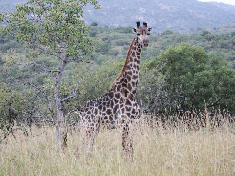 54BEBF0A61D668602C0C8931F46BA30A