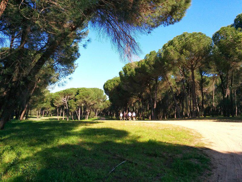 53DCC759E8F5BCA484306567D54D5FC0