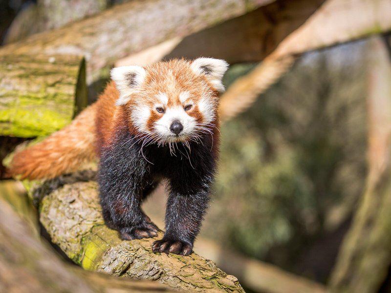 AF1B4355EDBA4CA6A469C4FF6AE12E69