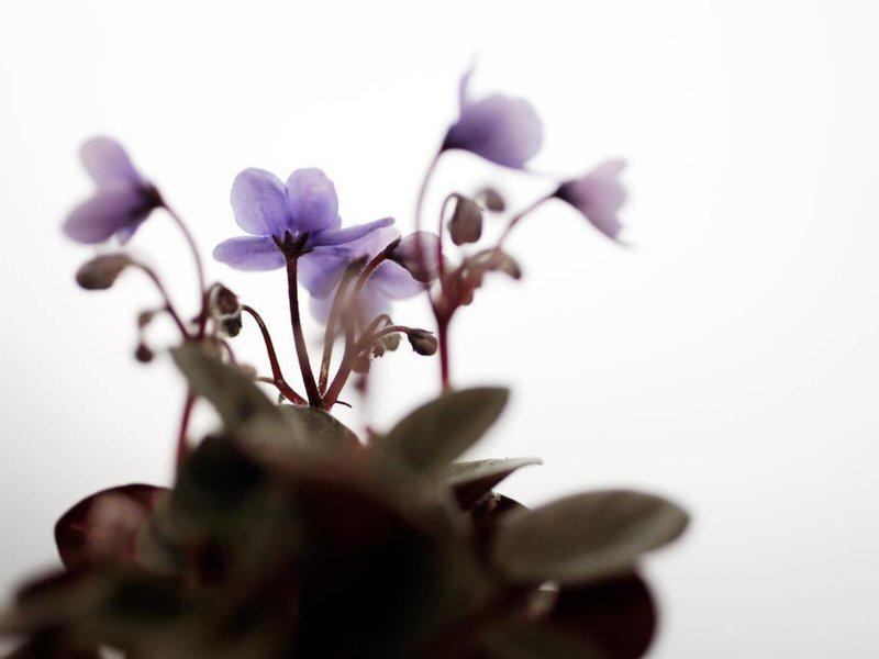 61853CA12EFC0CCC9223431C33C537C1