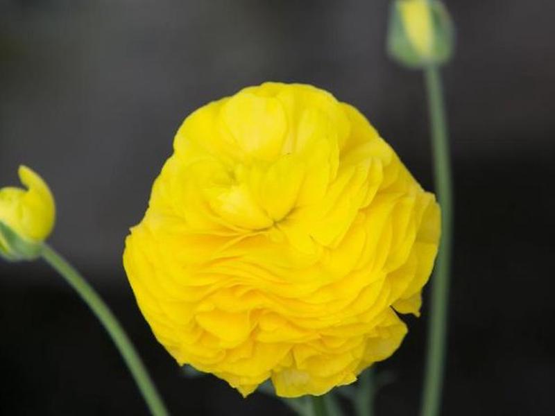 A074ED60C57050559886669E49D29151