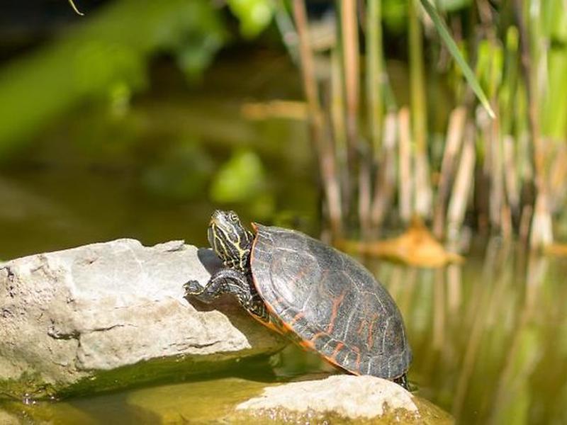 DA568ECE55D071B09C62D4BEA29E0BAF