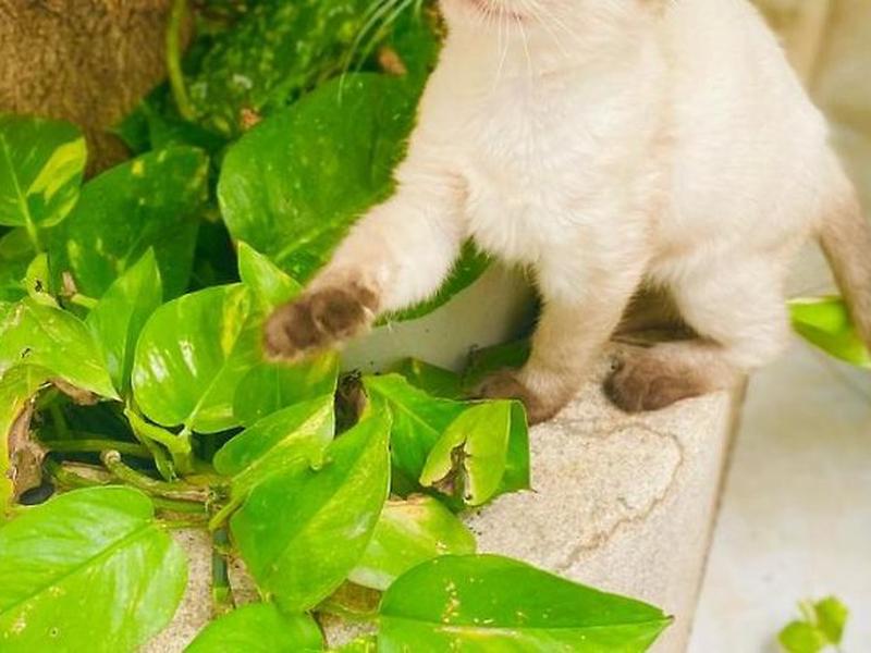 FF625C48450BFD3B5332887162E71DA4