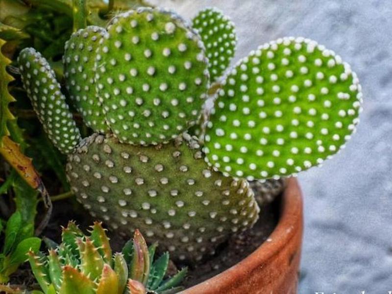 748325075B1A7AA420C515B017C9BE83