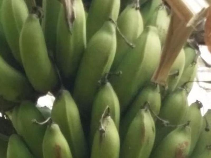 DEB44EB52B322C59DD211082188CB49C