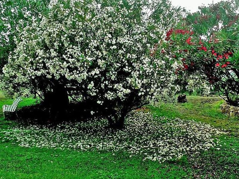 A6F12EC1451CE6E31333630AAAEE5350