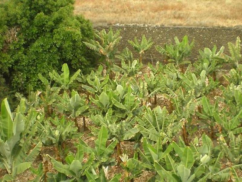 617F814A299A53D23BC1147F26D20AB6