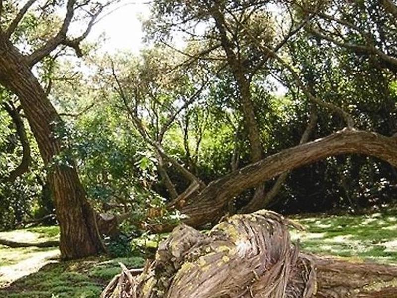 1CBDA34AE8082FF60D0A7309A49CE96D