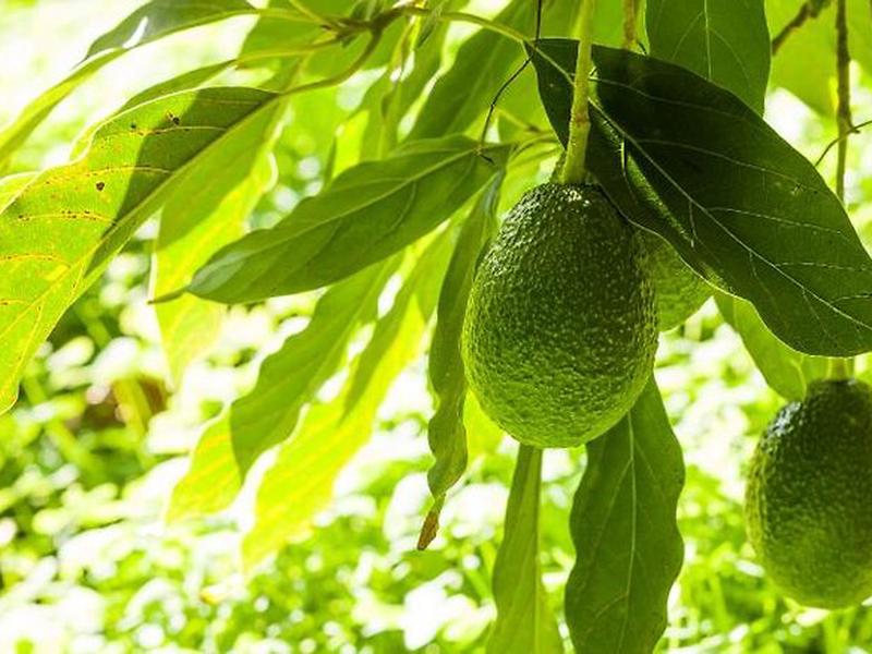 F5A102FA5CEA27BC6E0D9276A145A971