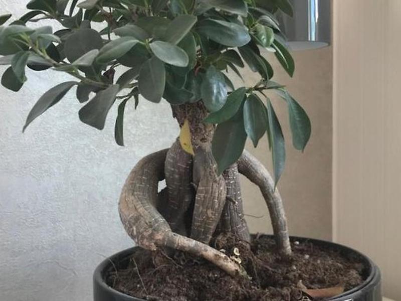 2C492C05735B9403C6BEFDE2BA6557CA