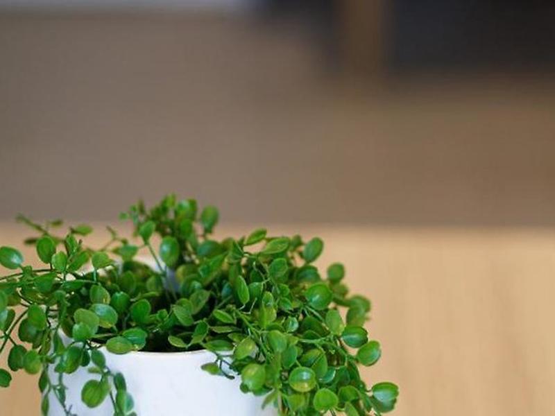 44B56890647BDDB3EA340029E9818A2B