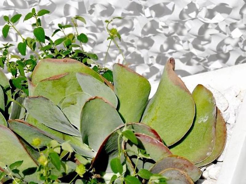 7C934B5654B84F65820396956CC504CE