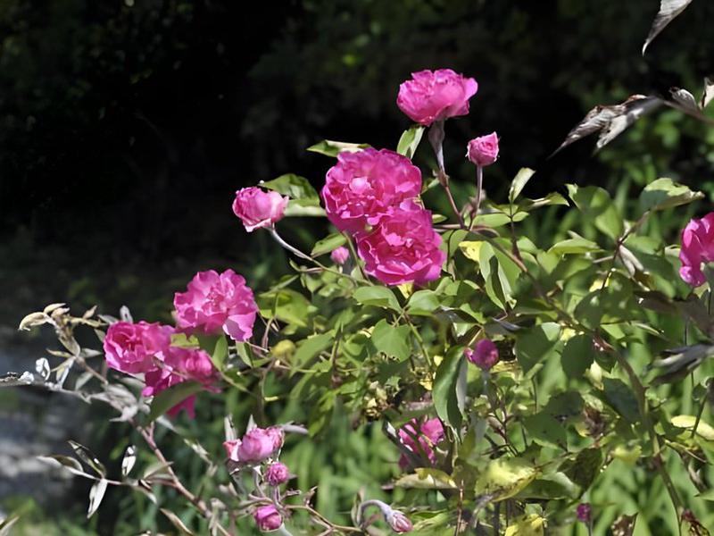 7327F483D50678BDBF0808C32706709B