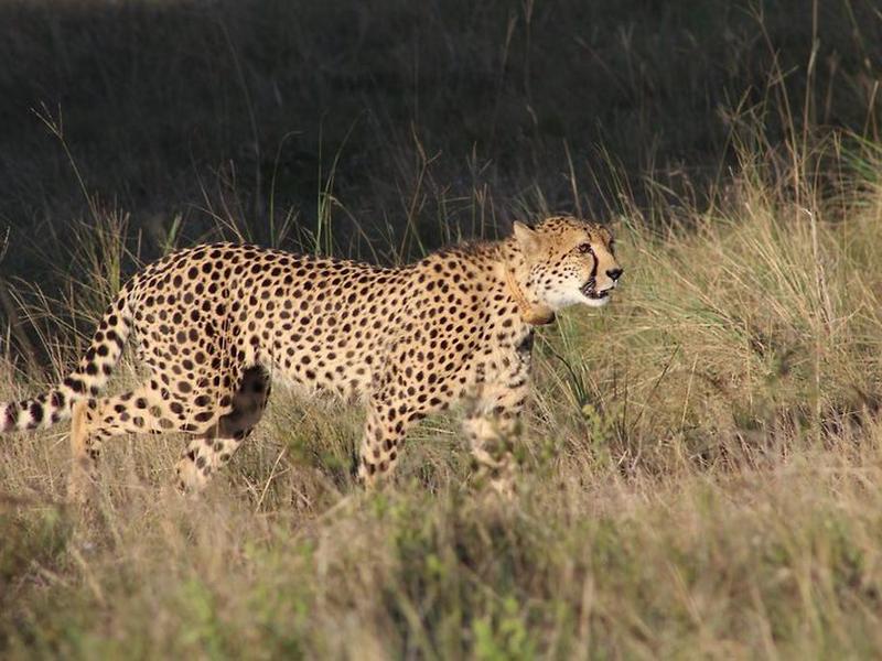 29E9D85F0E27FDC4E5F63084AB114C6F