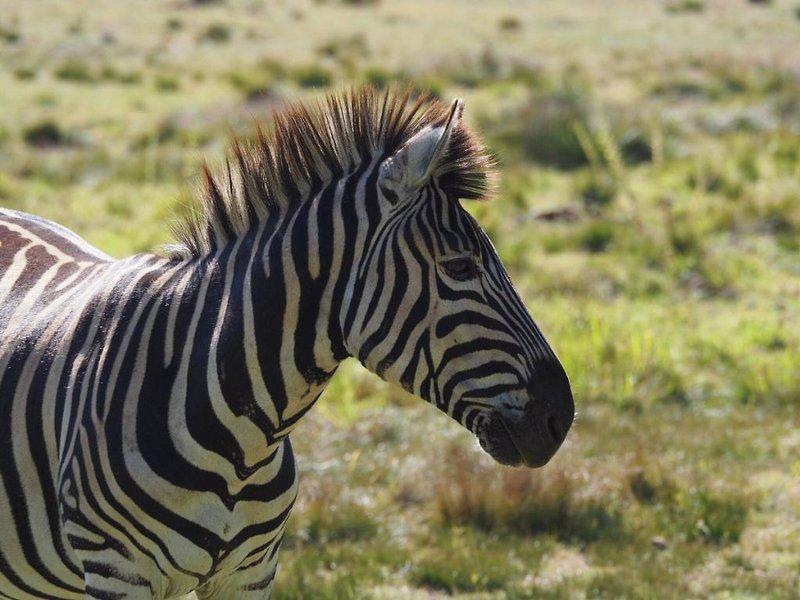 D36E869146EE4DE702DF152180EE82CD