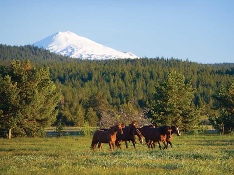 369BF2F43A54EF0A2A877A217DBE6C77