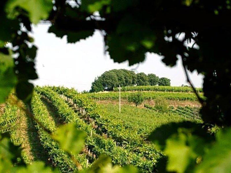 2E6F3650AE63AA18EC1CEBD3A441F3E4