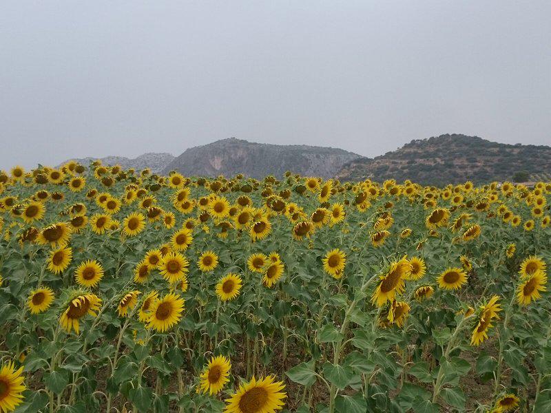 D0E7229FB1CFCEF1231F3D84831E1C01