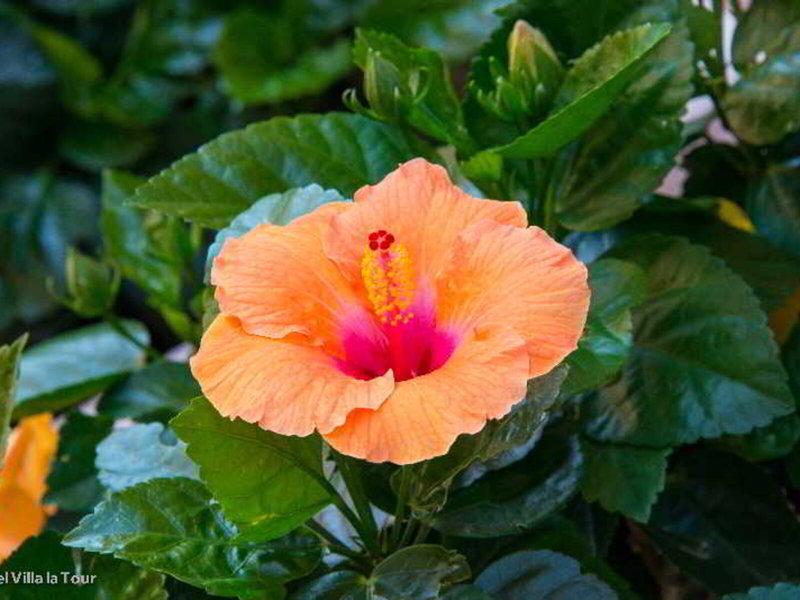 D715018636F0439583917AD1A3DED62E