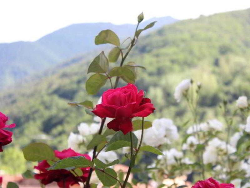 D8C2447AB84E67F77416DE90DE33B2E2