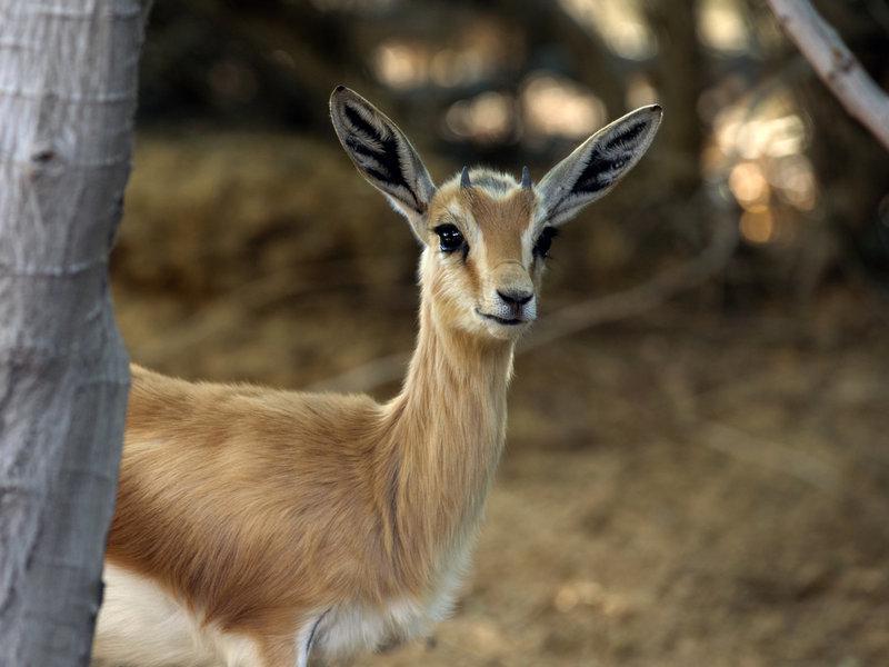 20DF95CCEFD427FEBD5F6683A785CE0B