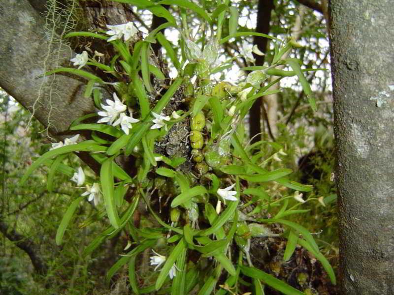 E31C0A790FAEF18E4BEFD71C10ED45CA