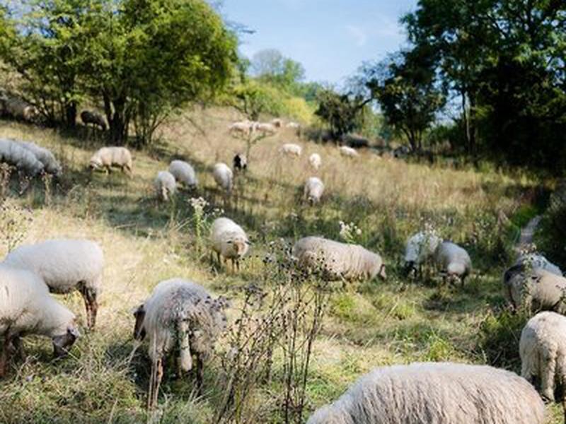 610CD1B1082FD9F872F0B2C3D8EB146A