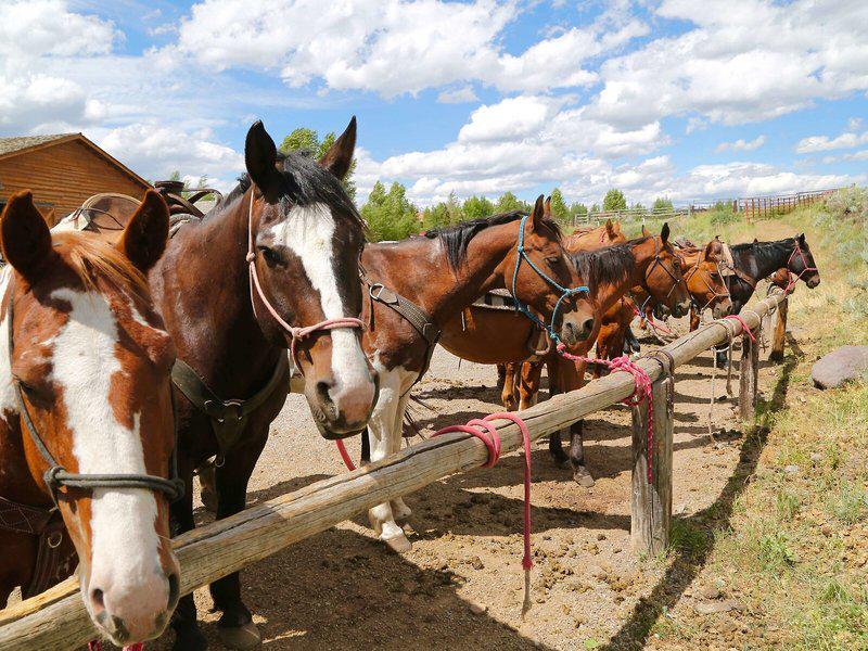 0BF54C0E963C160B39DDCC1308CD008A