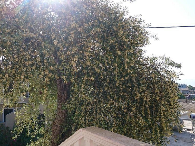 DDEDDC8F00953F435B82CACED303CB17