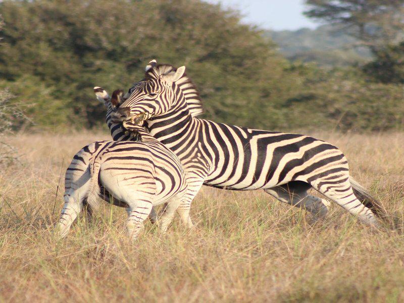 5D2C5F32AAE18BE399B579584F3EC1D6